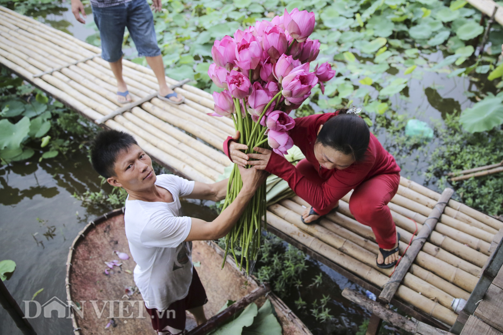 Đi tìm sự thật về loài hoa sen Hồ Tây - Ảnh 2.