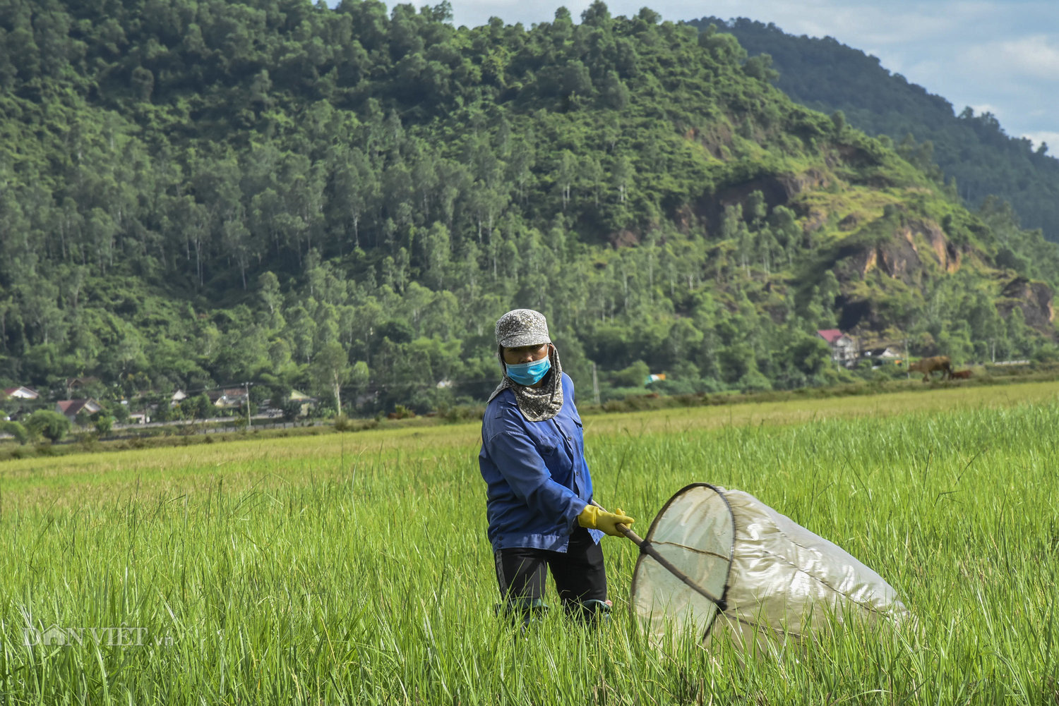 Nông dân miền Trung &quot;đội&quot; nắng 40 độ săn &quot;con cốm&quot; kiếm tiền triệu mỗi ngày - Ảnh 3.