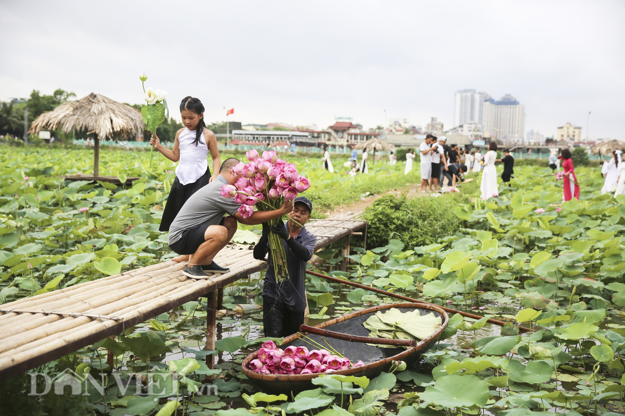 Đi tìm sự thật về loài hoa sen Hồ Tây - Ảnh 5.