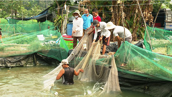 Tây Ninh: Giá cá lóc đen bật tăng, dân nuôi cá thở phào chuyển từ lỗ thành lãi - Ảnh 2.