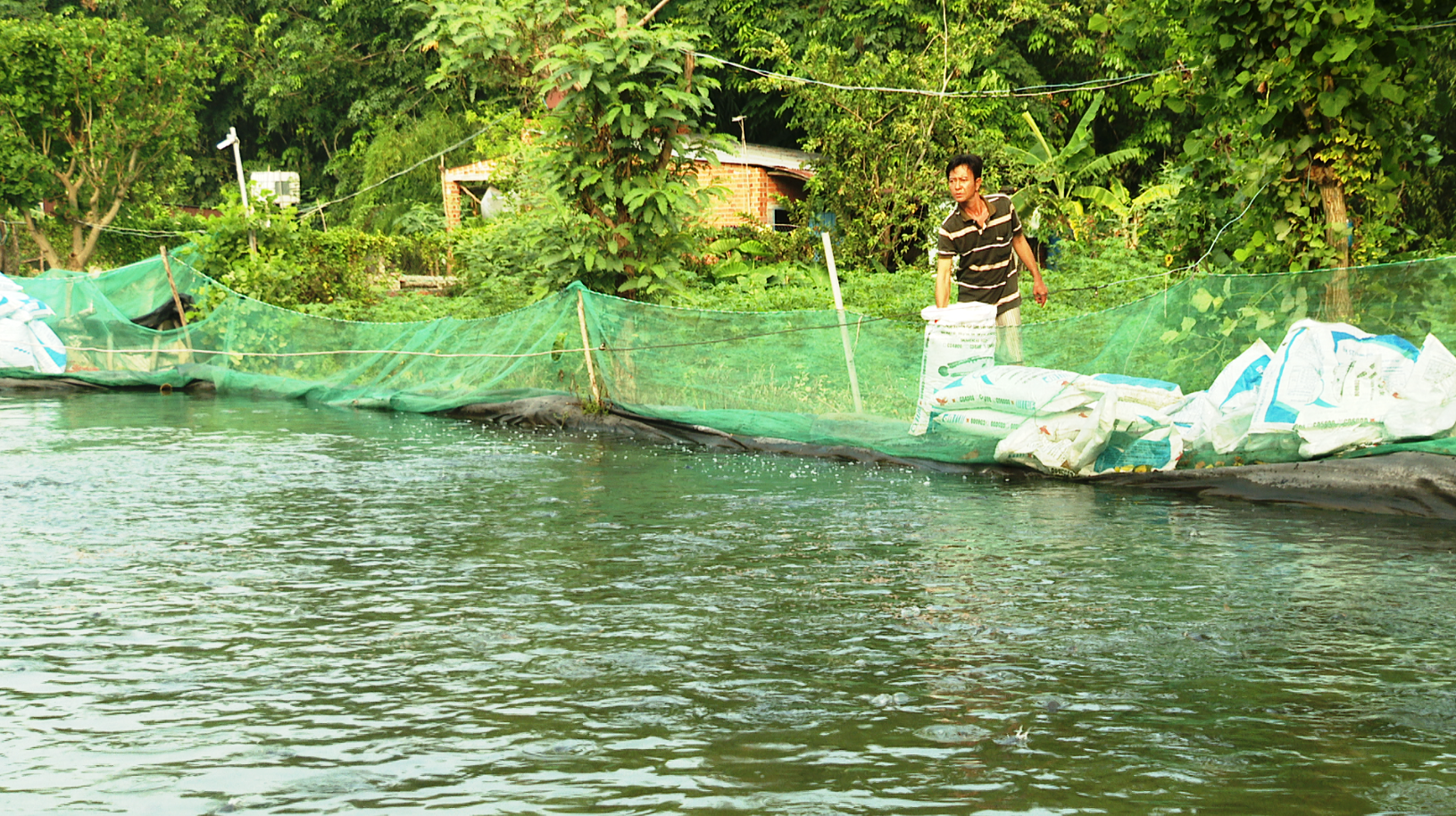 Tây Ninh: Giá cá lóc đen bật tăng, dân nuôi cá thở phào chuyển từ lỗ thành lãi - Ảnh 1.