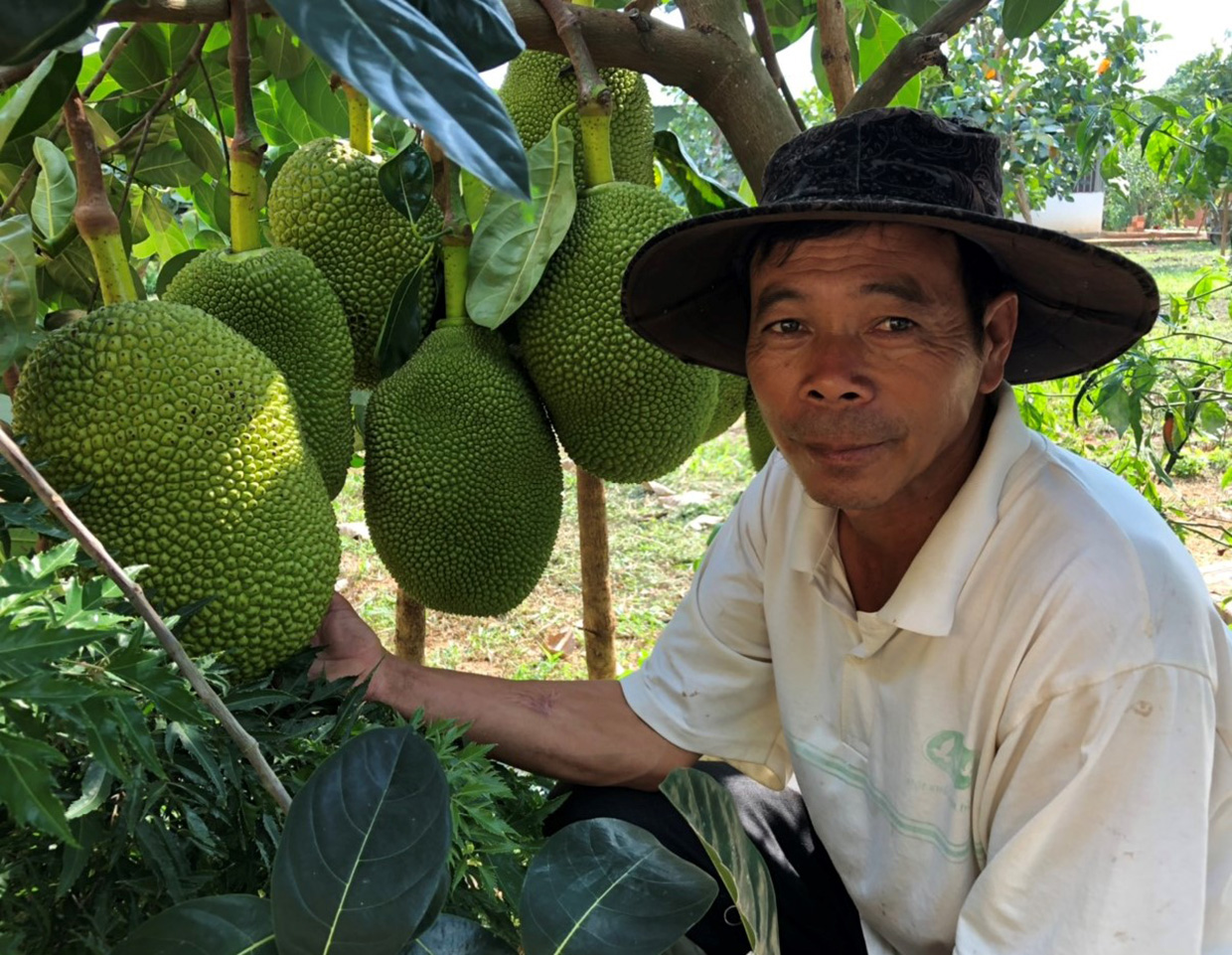 Gia Lai: Trồng mít Thái mới hơn 1 năm mà cây đã đeo đầy trái, ai ngắm cũng thích thú, trầm trồ - Ảnh 1.