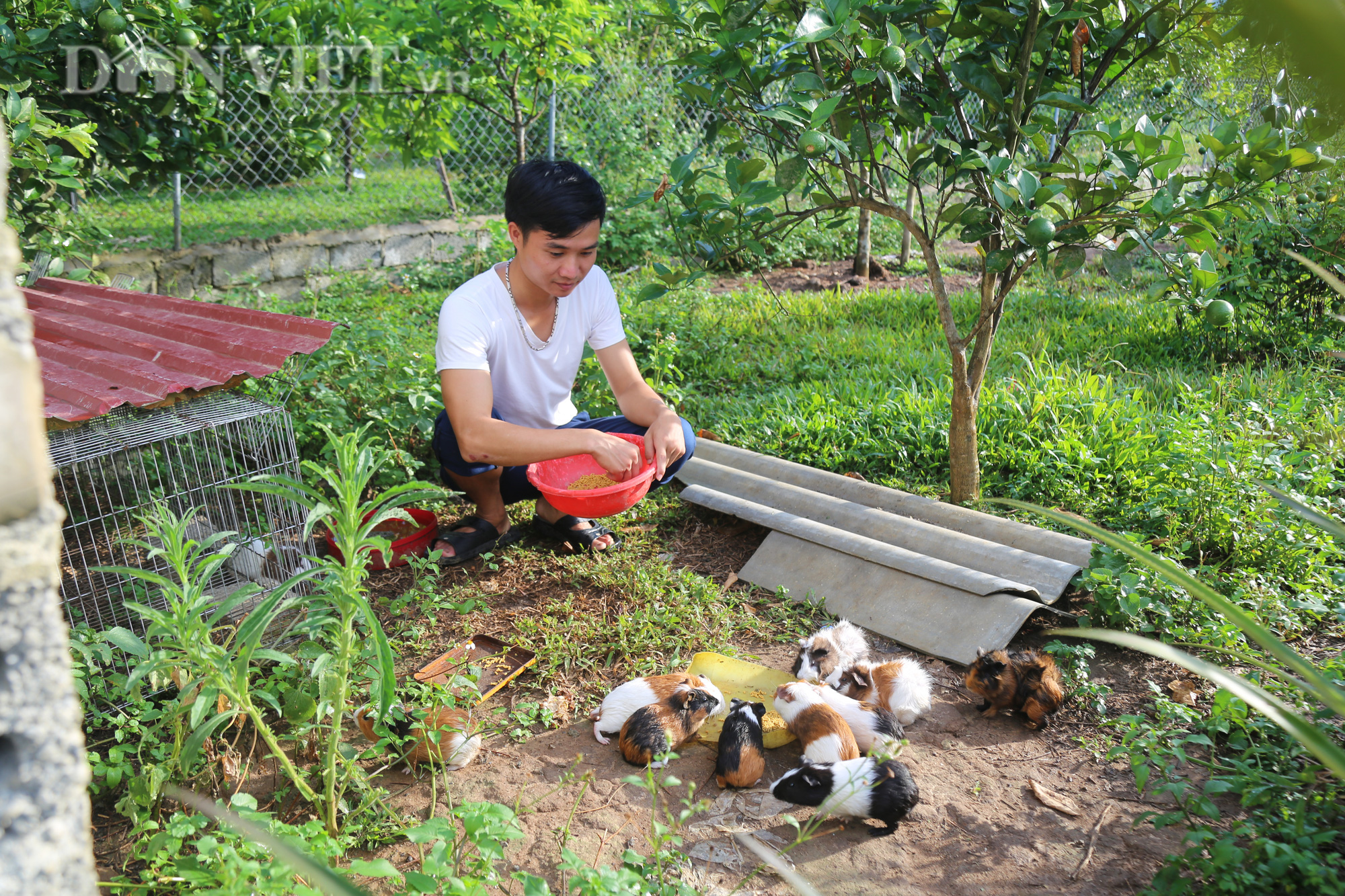 Trai 9X xứ Thanh bỏ làm điện tử truyền thông về nuôi lợn rừng, gà ri, thu đều 30 triệu/tháng - Ảnh 2.