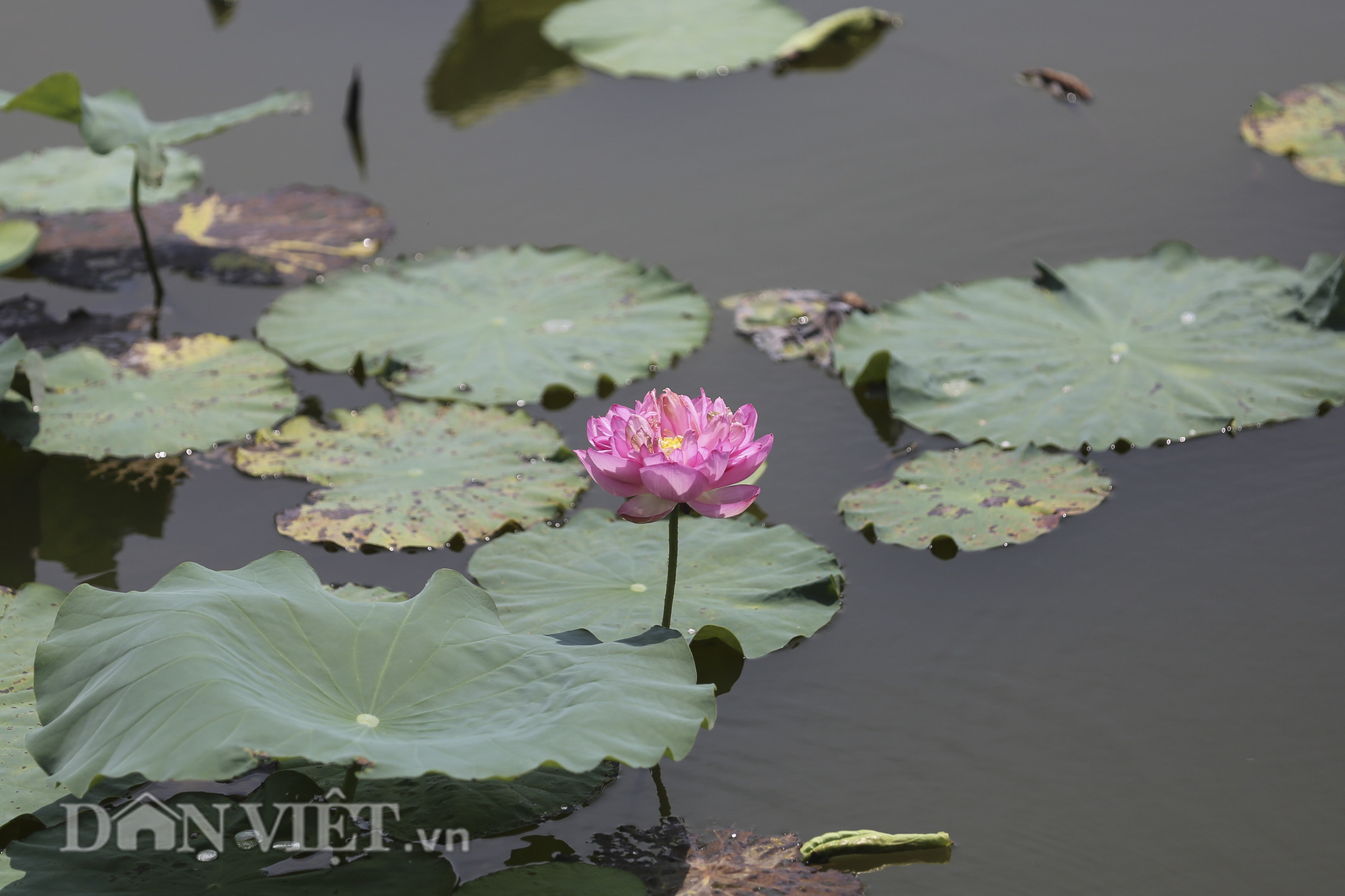 Đi tìm sự thật về loài hoa sen Hồ Tây - Ảnh 10.