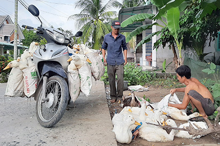 Hậu Giang: Nông dân nuôi vịt siêu ngỗng, toàn con to bự, trắng phau, bán đắt hàng - Ảnh 1.