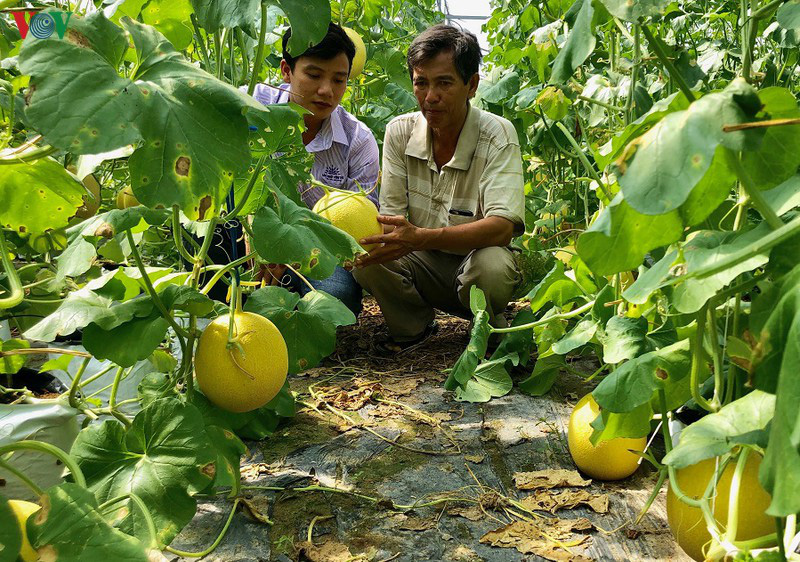 Hậu Giang: Thật kì lạ nuôi ong không phải để lấy mật, mà chính là thụ phấn cho... dưa - Ảnh 3.