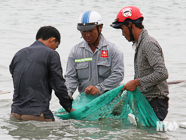 Ninh Thuận: Cá dìa hạt cam ven bờ rất nhiều, chỉ việc ra biển đứng vớt cũng kiếm tiền triệu - Ảnh 1.