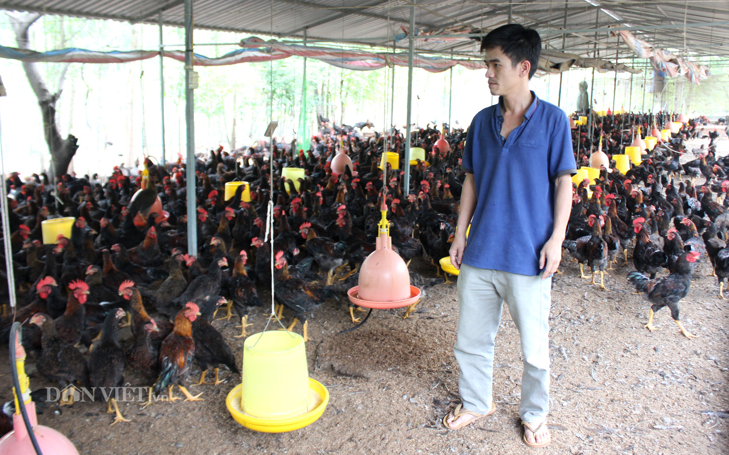 Chuyển mạnh sang chăn nuôi lớn, hiện đại - Ảnh 1.