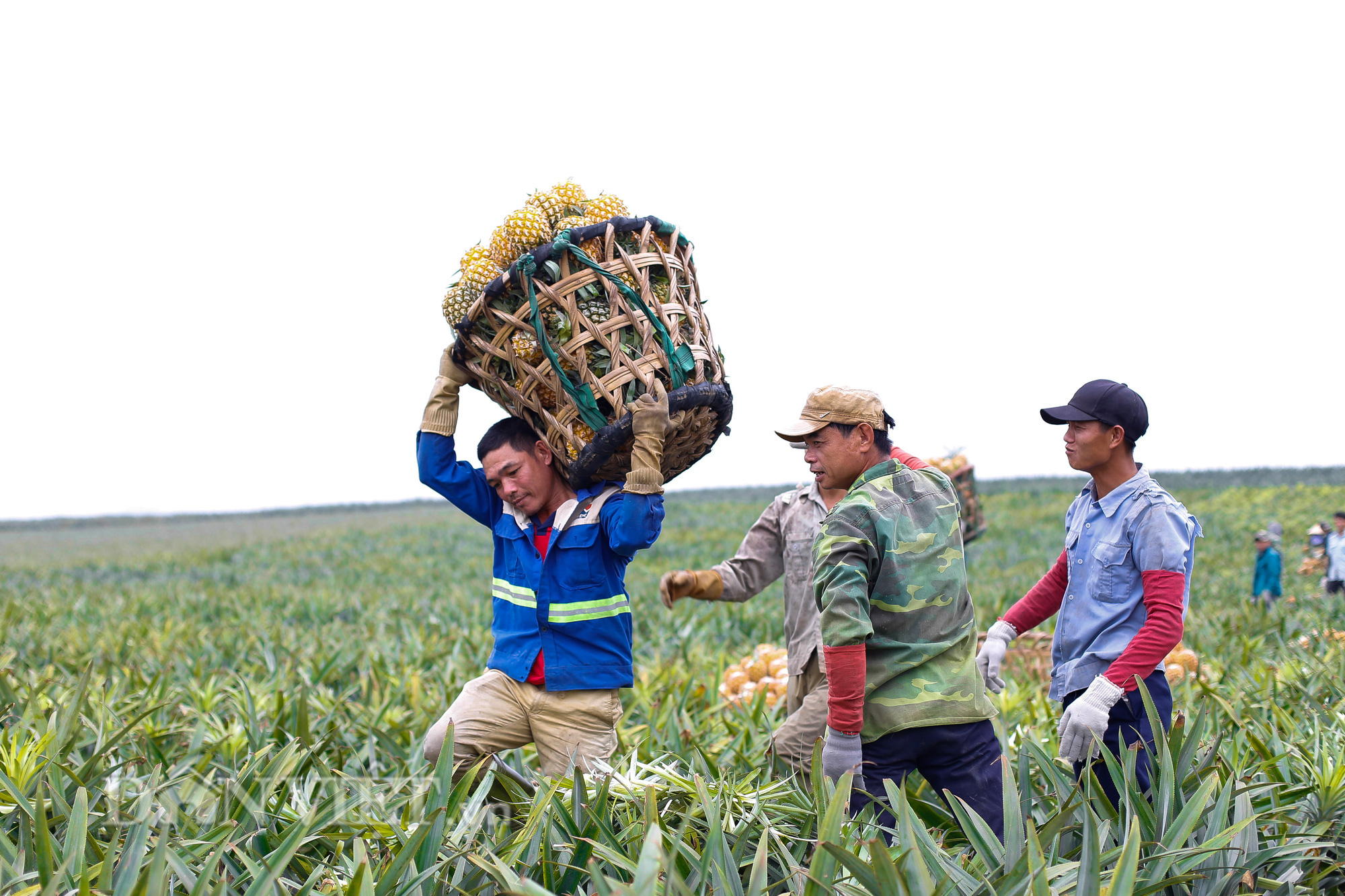 Thu “trái vàng” to, đẹp mã, thơm nức giá 5.000 -5.500 đồng/kg, nông dân xứ Thanh phấn khởi ra mặt - Ảnh 3.