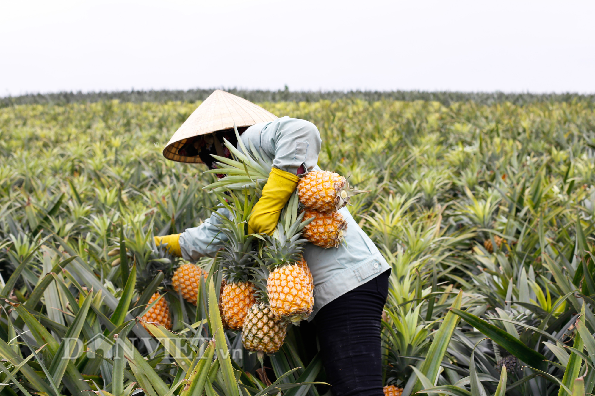 Thu “trái vàng” to, đẹp mã, thơm nức giá 5.000 -5.500 đồng/kg, nông dân xứ Thanh phấn khởi ra mặt - Ảnh 4.