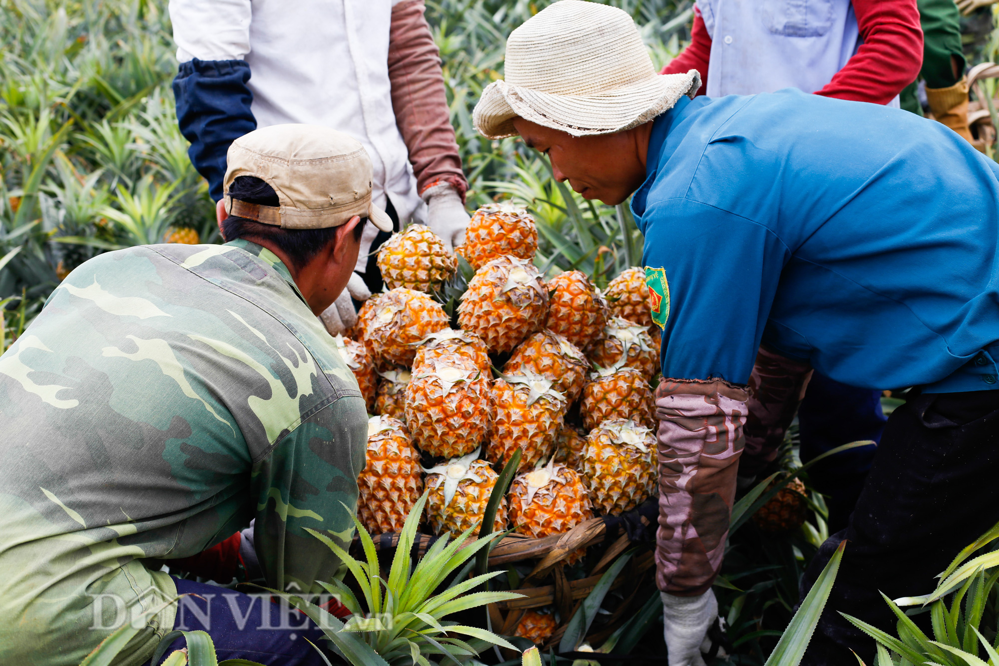 Thu “trái vàng” to, đẹp mã, thơm nức giá 5.000 -5.500 đồng/kg, nông dân xứ Thanh phấn khởi ra mặt - Ảnh 5.