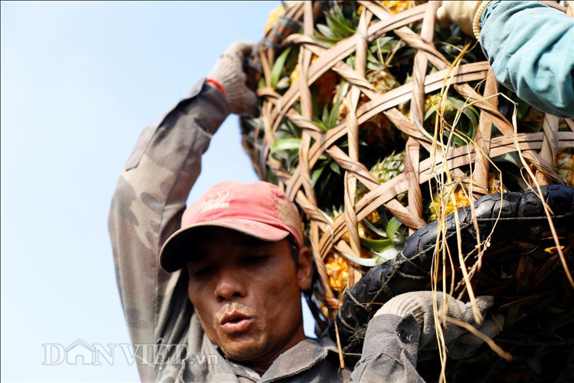 Thu “trái vàng” to, đẹp mã, thơm nức giá 5.000 -5.500 đồng/kg, nông dân xứ Thanh phấn khởi ra mặt - Ảnh 6.
