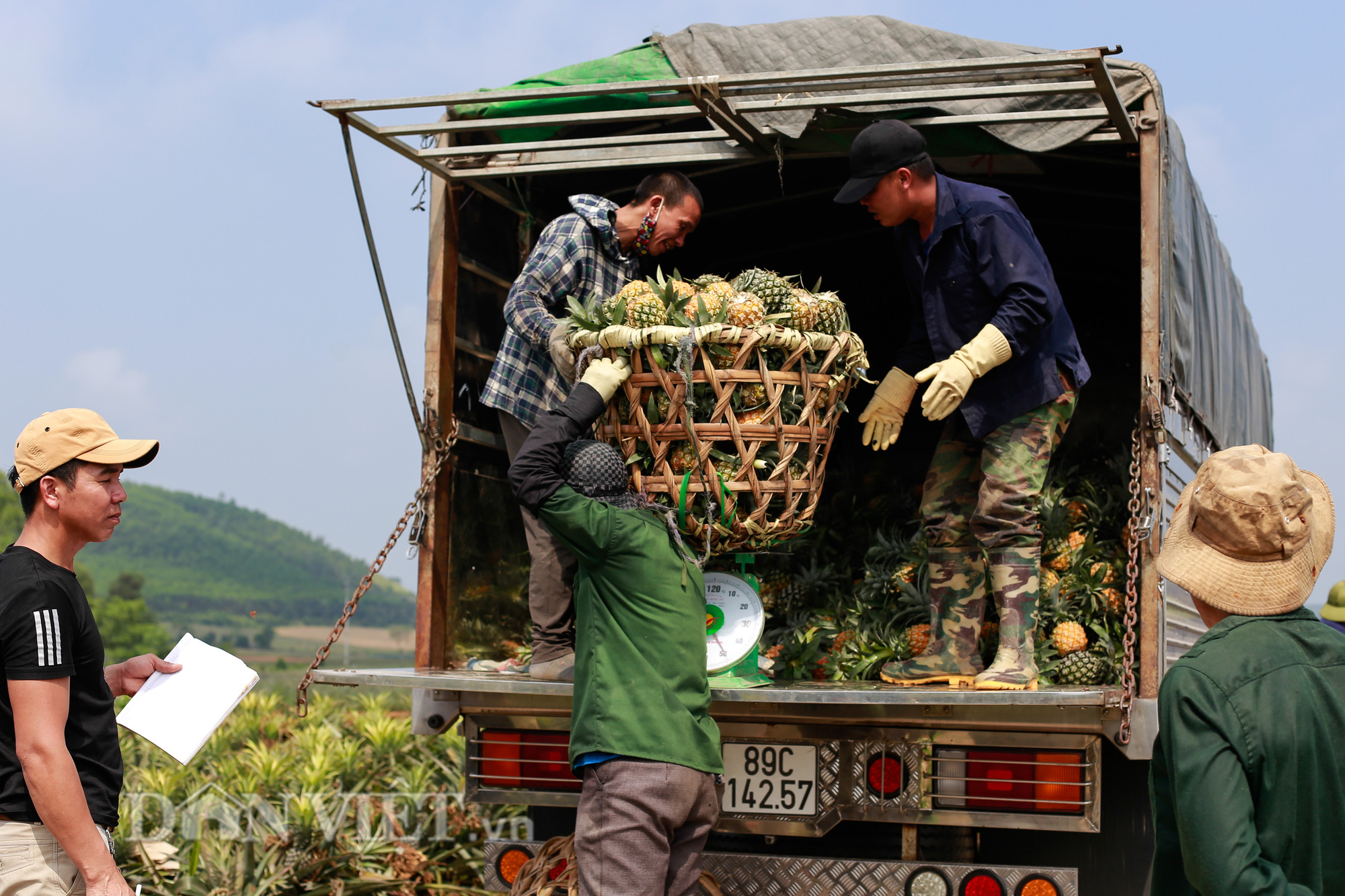 Thu “trái vàng” to, đẹp mã, thơm nức giá 5.000 -5.500 đồng/kg, nông dân xứ Thanh phấn khởi ra mặt - Ảnh 7.