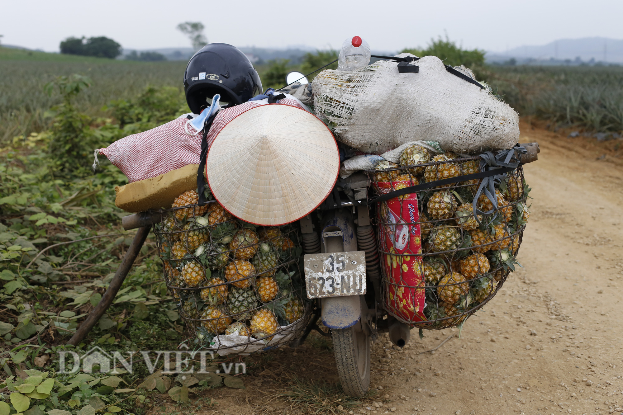 Thu “trái vàng” to, đẹp mã, thơm nức giá 5.000 -5.500 đồng/kg, nông dân xứ Thanh phấn khởi ra mặt - Ảnh 8.