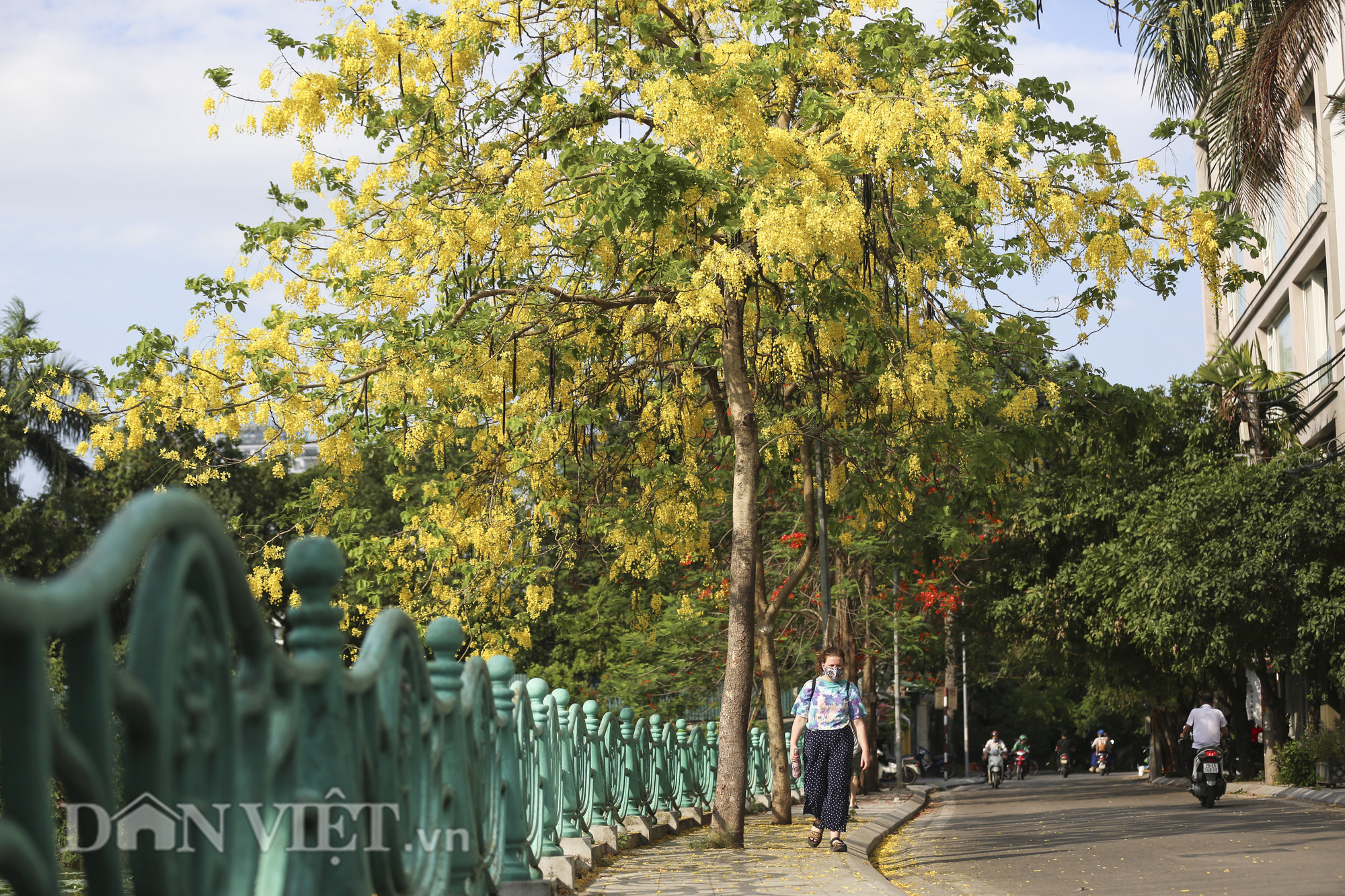 Ngắm muồng hoàng yến “nhuộm vàng” không gian Hà Nội - Ảnh 1.