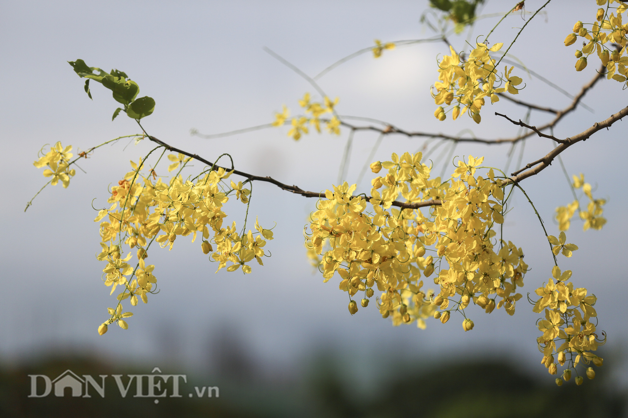 Ngắm muồng hoàng yến “nhuộm vàng” không gian Hà Nội - Ảnh 6.