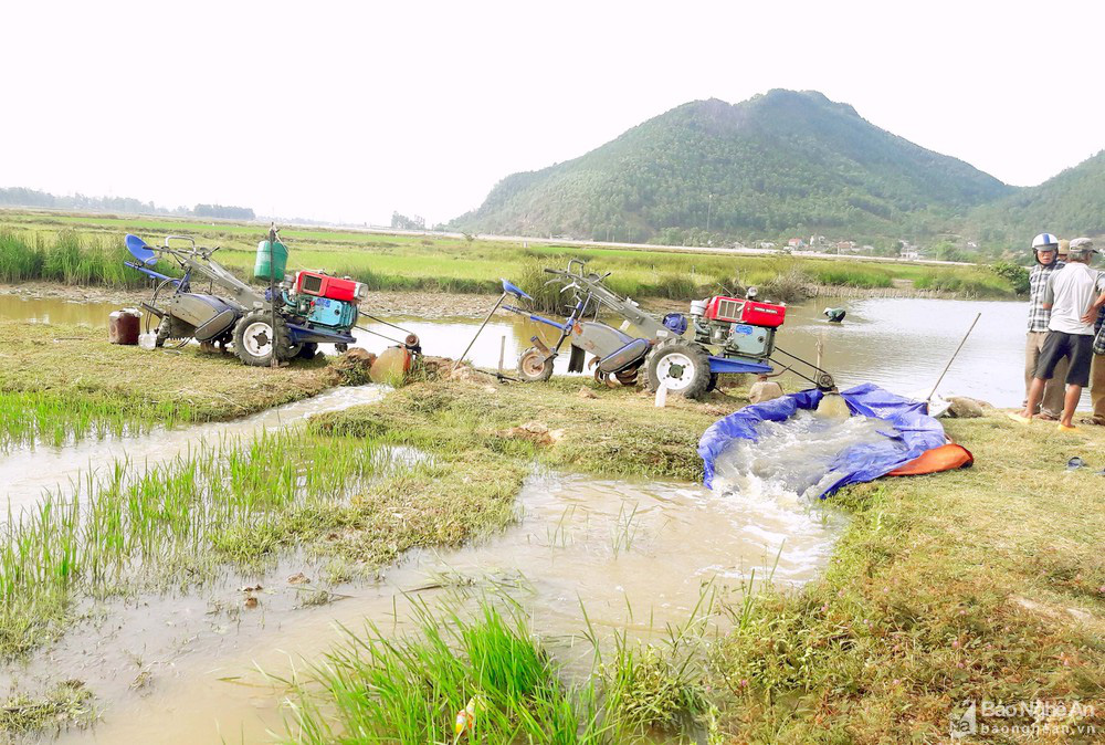 Hạn hán khốc liệt, đồng ruộng nứt toác - Ảnh 8.