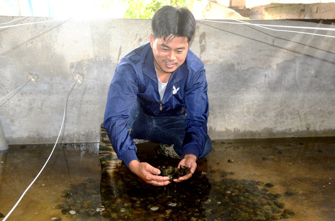 Tuyên Quang: Chàng &quot;soái ca&quot; nhà người ta bỏ về quê nuôi ốc nhồi mà lời 1,7 tỷ mỗi năm - Ảnh 1.