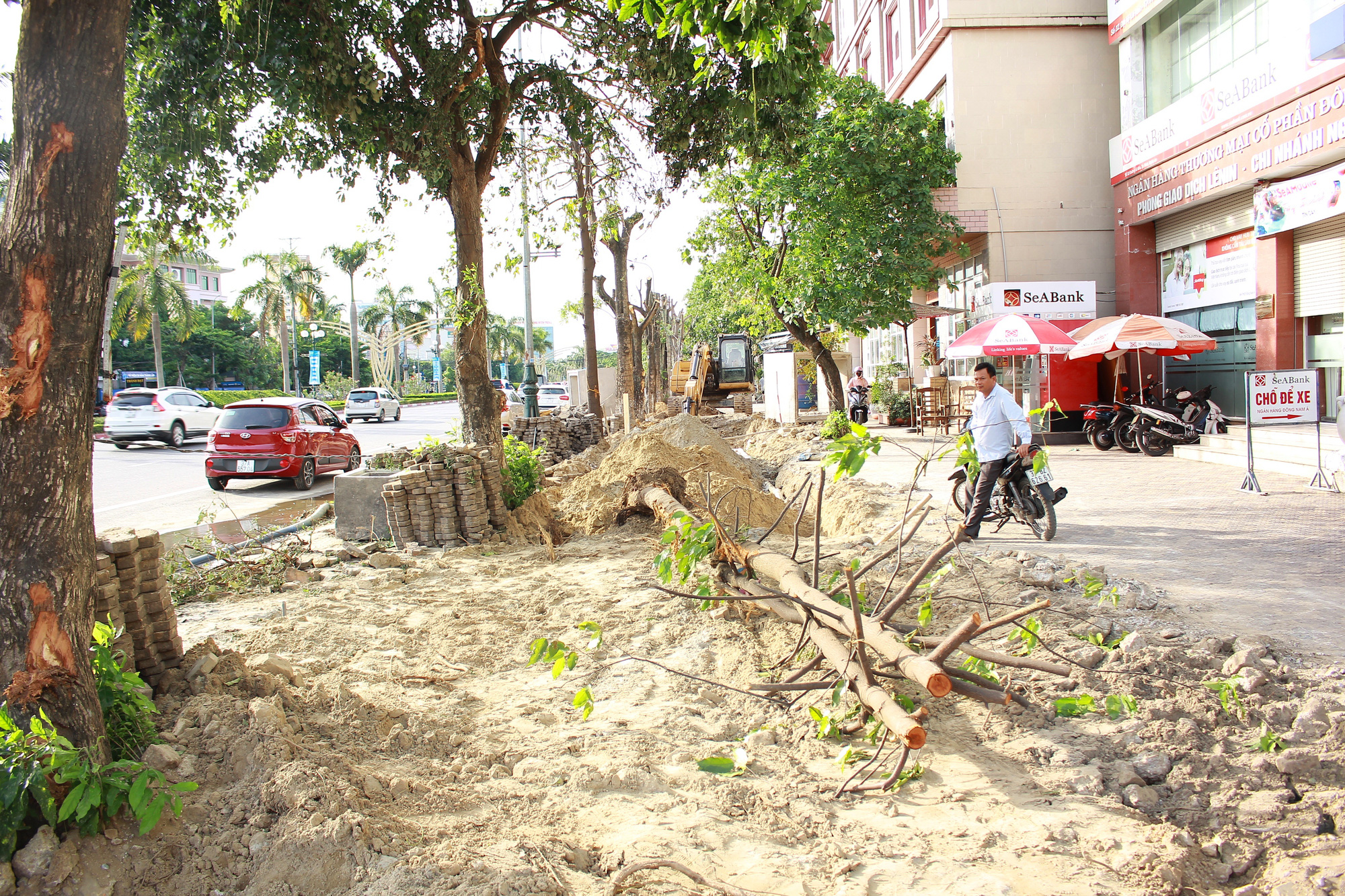 Nghệ An: Hàng loạt cây xanh ở Đại lộ Lê Nin (TP.Vinh) bị cắt “trơ trụi” thời điểm nắng nóng gay gắt - Ảnh 1.