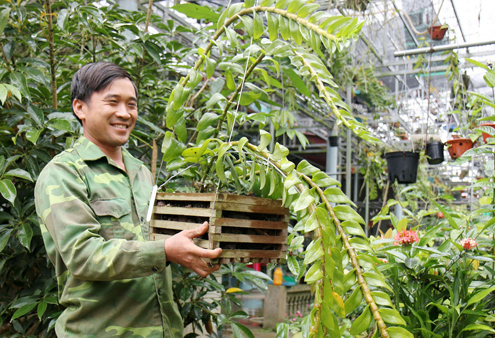 Về đất Tổ ngắm lan giả hạc đột biến 5 cánh trắng Phú Thọ quý hiếm, mặt hoa rực rỡ - Ảnh 4.