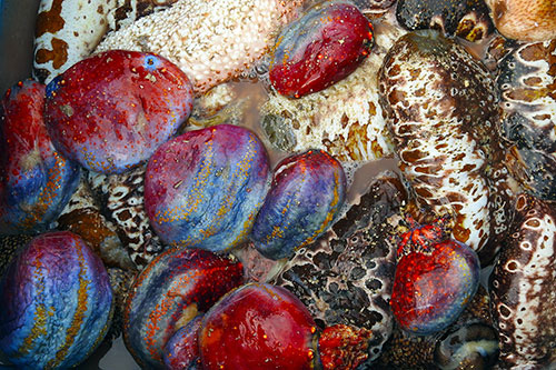 Bình Thuận: Tha hồ ngắm, chọn lựa những con ốc biển tươi ngon và hải sâm lạ mắt ở đảo Phú Quý - Ảnh 6.