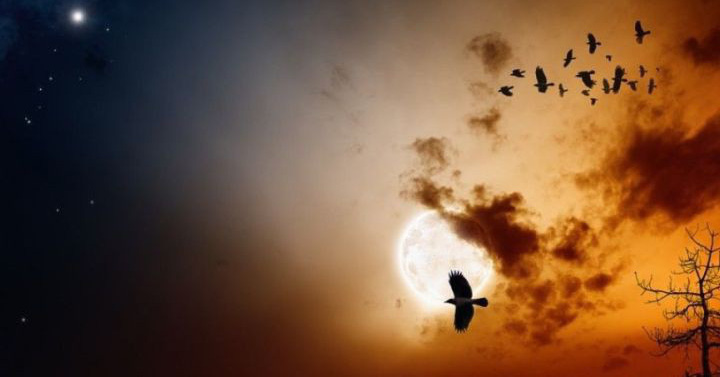 Mysterious village “death”, hundreds of birds fly to find death