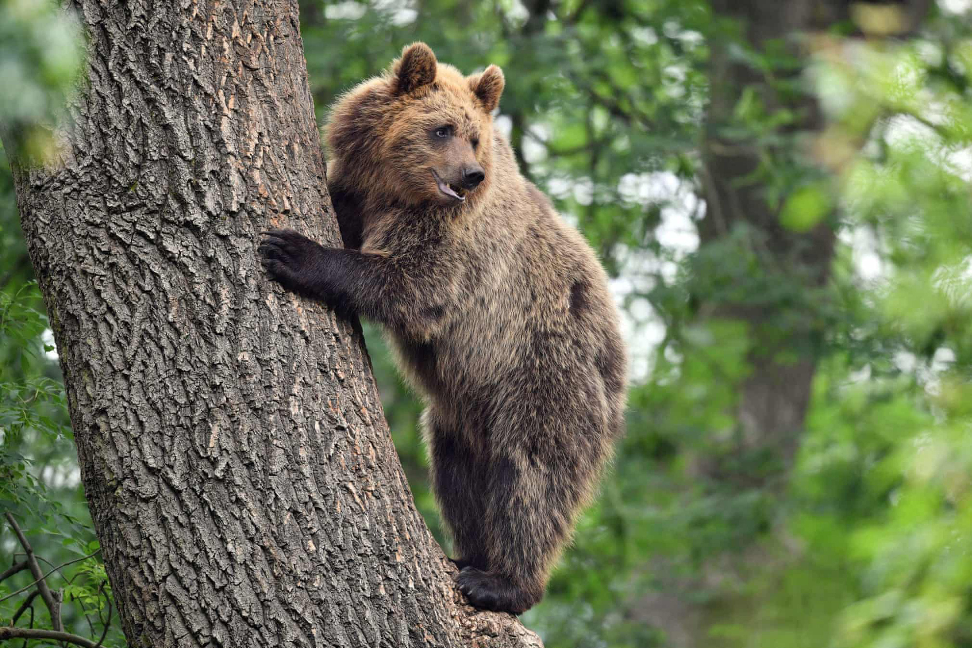 Gấu nâu châu Âu leo cây lọt top ảnh động vật ấn tượng nhất tuần - Ảnh 3.