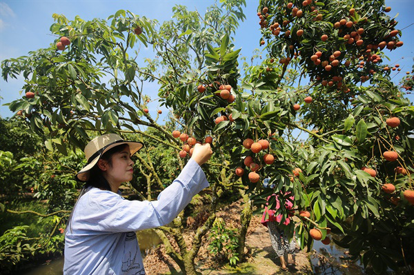 Độc đáo Hải Dương: Du lịch đi thuyền hái vải sai trĩu, đỏ mọng - Ảnh 5.