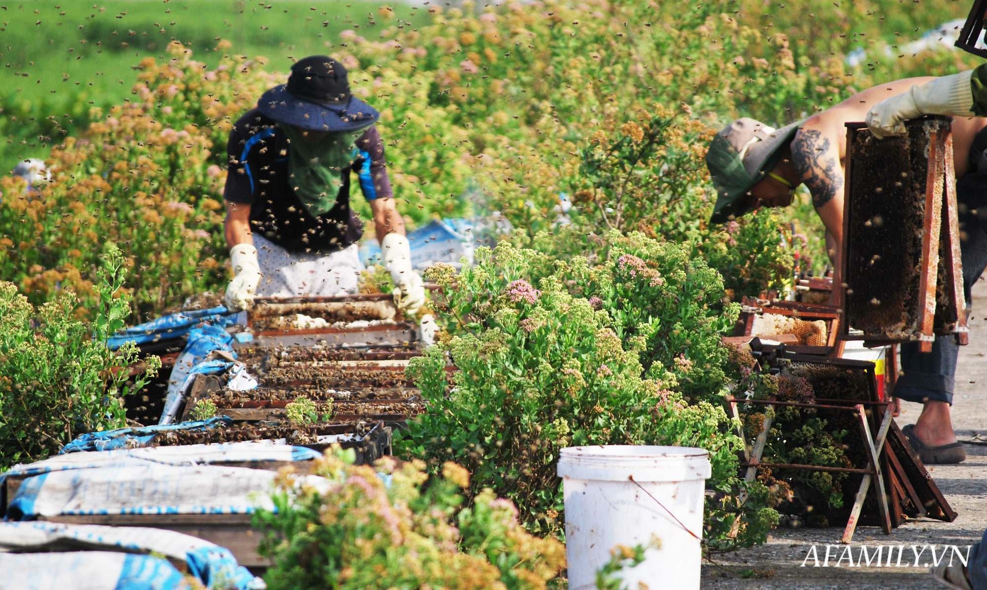 Thu nhập khủng nhờ nuôi ong lấy mật từ loài hoa tự nhiên không ai ngờ tới ở Ninh Bình - Ảnh 4.