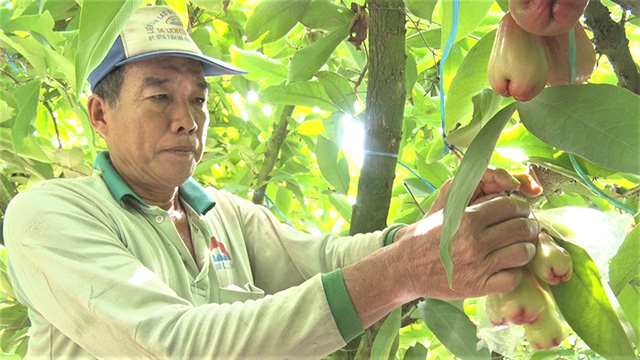 Đồng Tháp: Trồng mận hồng đào bao lưới, sâu bọ &quot;đứng ngoài thèm&quot;, nông dân thu nhập cao - Ảnh 1.