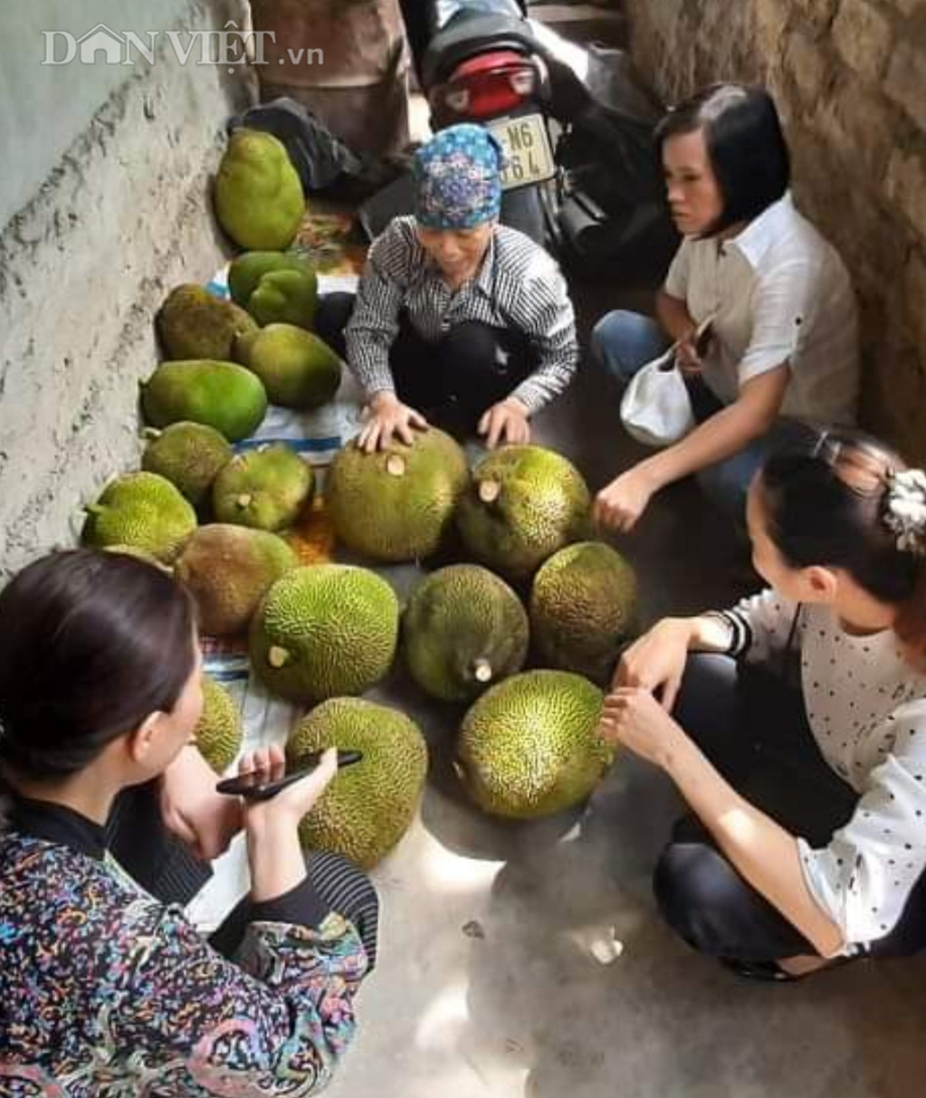 Hải Phòng: Trồng mít ta, cả làng được mùa, hái trái nào lái khuân đi trái đó - Ảnh 5.