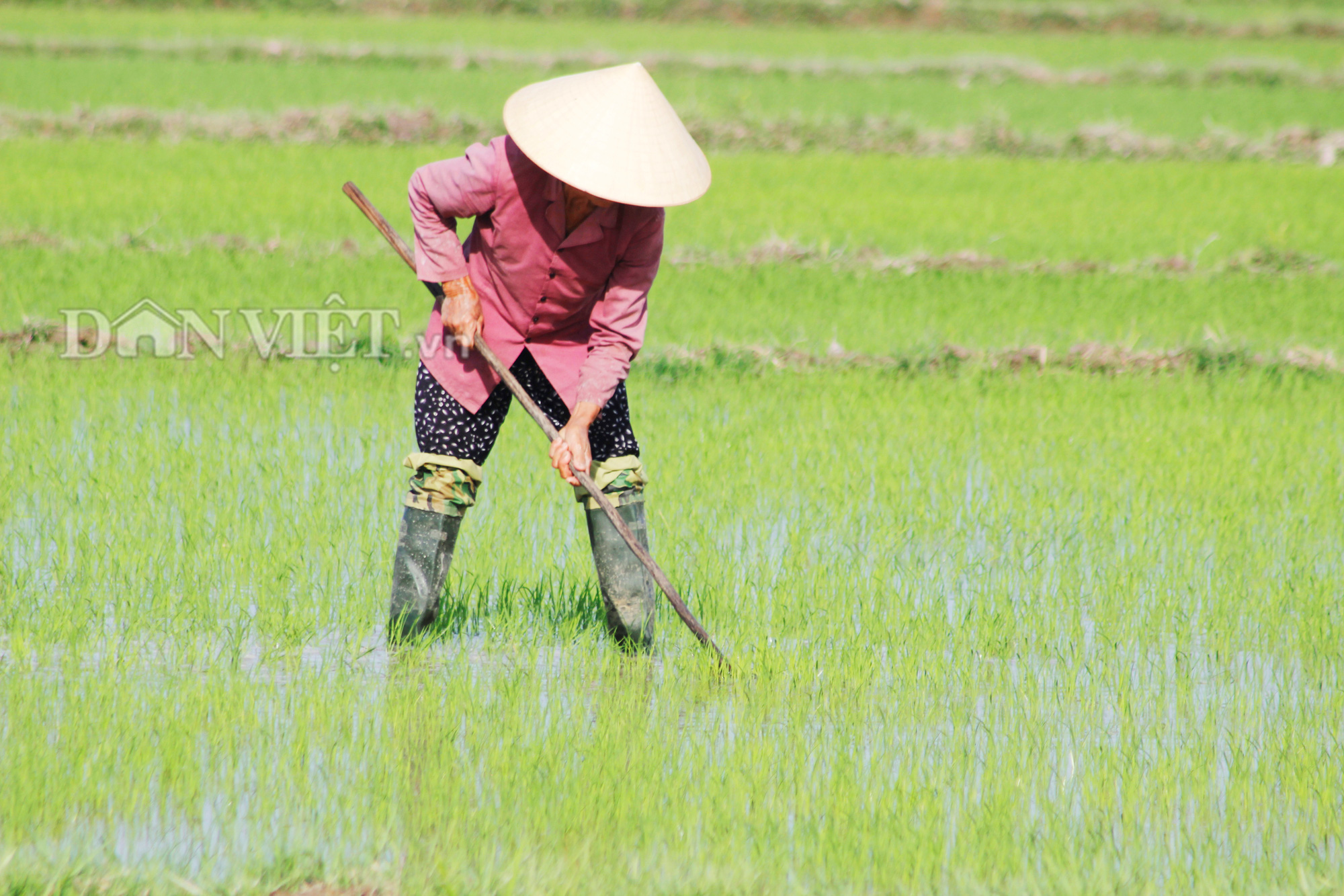 Quảng Bình: Nông dân vật vã ra đồng dưới cái  nắng “như đổ lửa”  - Ảnh 2.