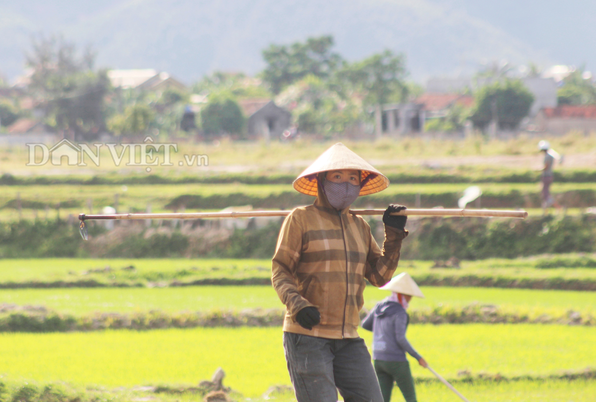 Quảng Bình: Nông dân vật vã ra đồng dưới cái  nắng “như đổ lửa”  - Ảnh 4.