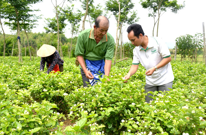 Tuyên Quang: Nông dân trồng thành công cây hoa nhài, hái hoa bán 60.000-80.000 đồng/kg - Ảnh 1.
