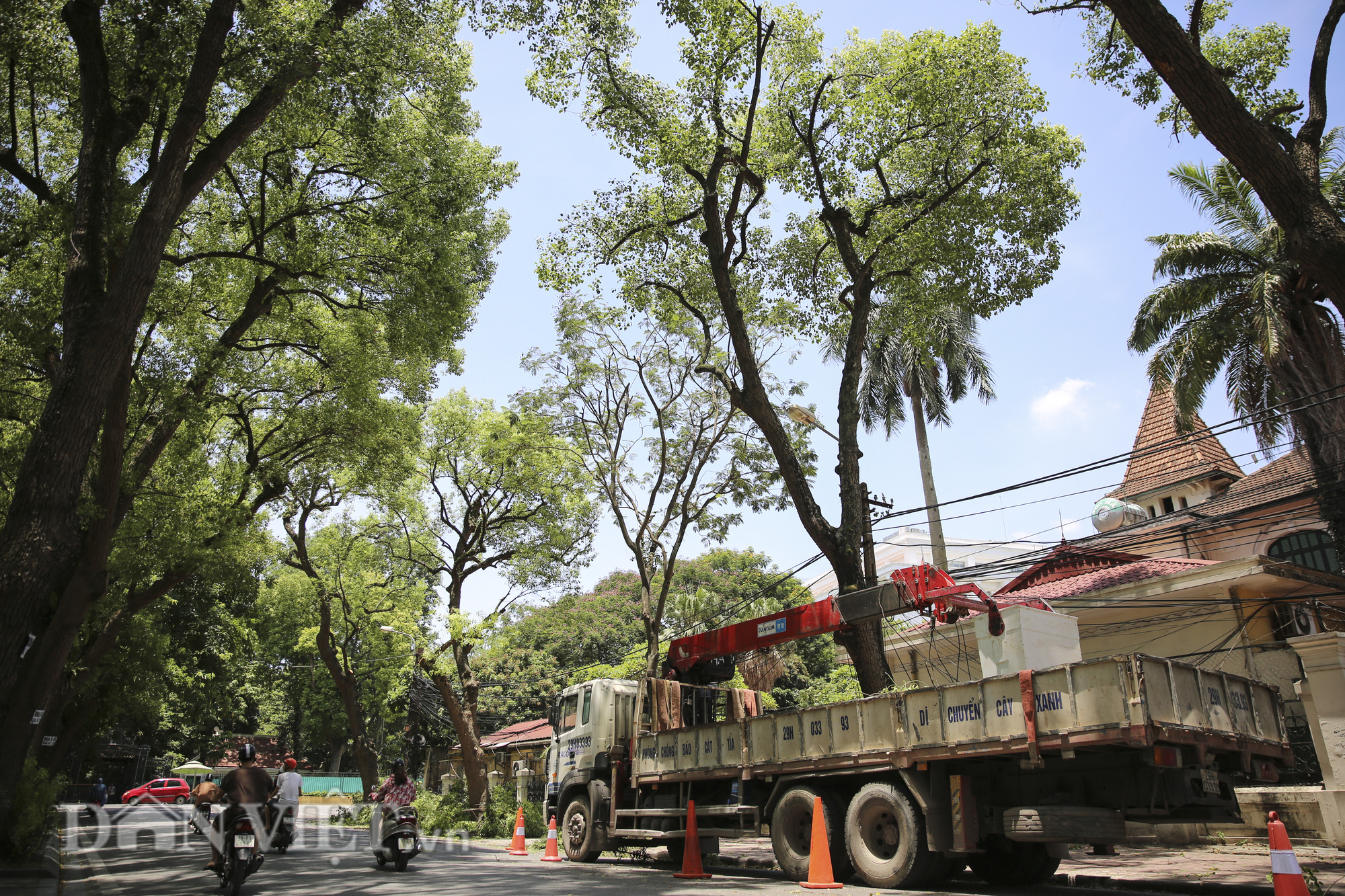 Hà Nội cắt tỉa hơn 38.000 cây xanh ứng phó mùa mưa bão - Ảnh 1.