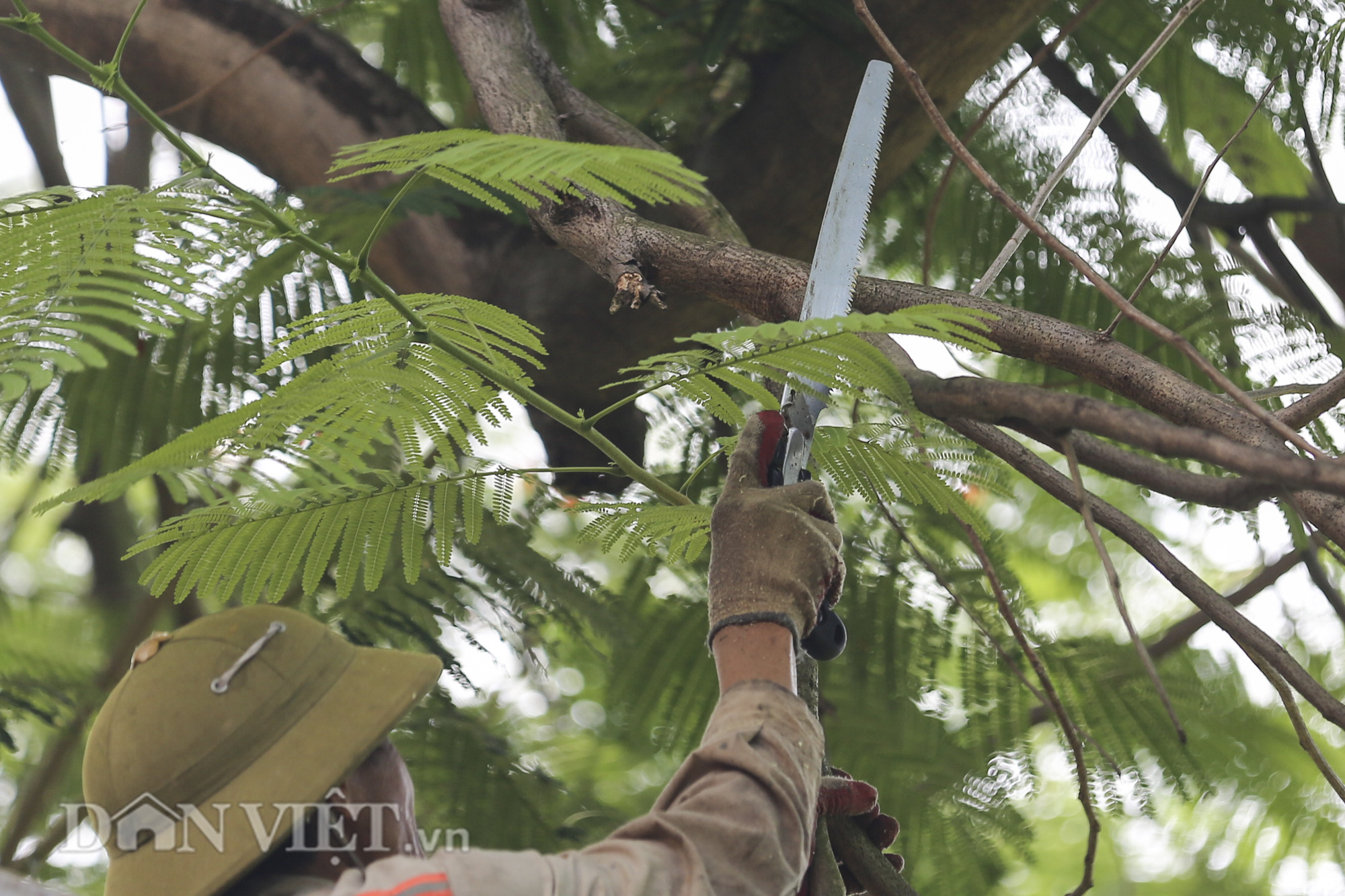 Hà Nội cắt tỉa hơn 38.000 cây xanh ứng phó mùa mưa bão - Ảnh 2.