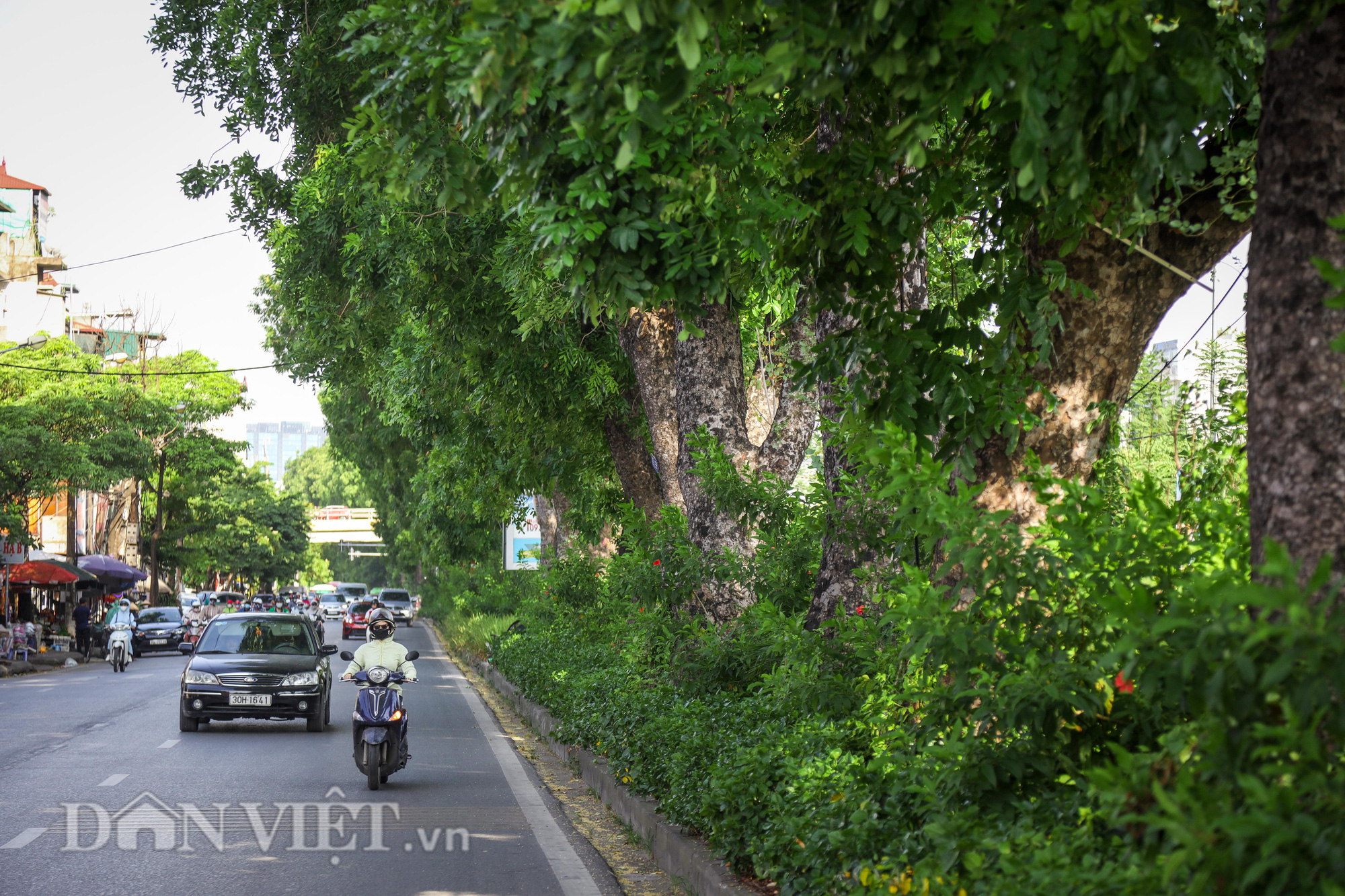 Đầu tư hàng trăm tỷ, cây xanh Hà Nội giờ ra sao? - Ảnh 7.