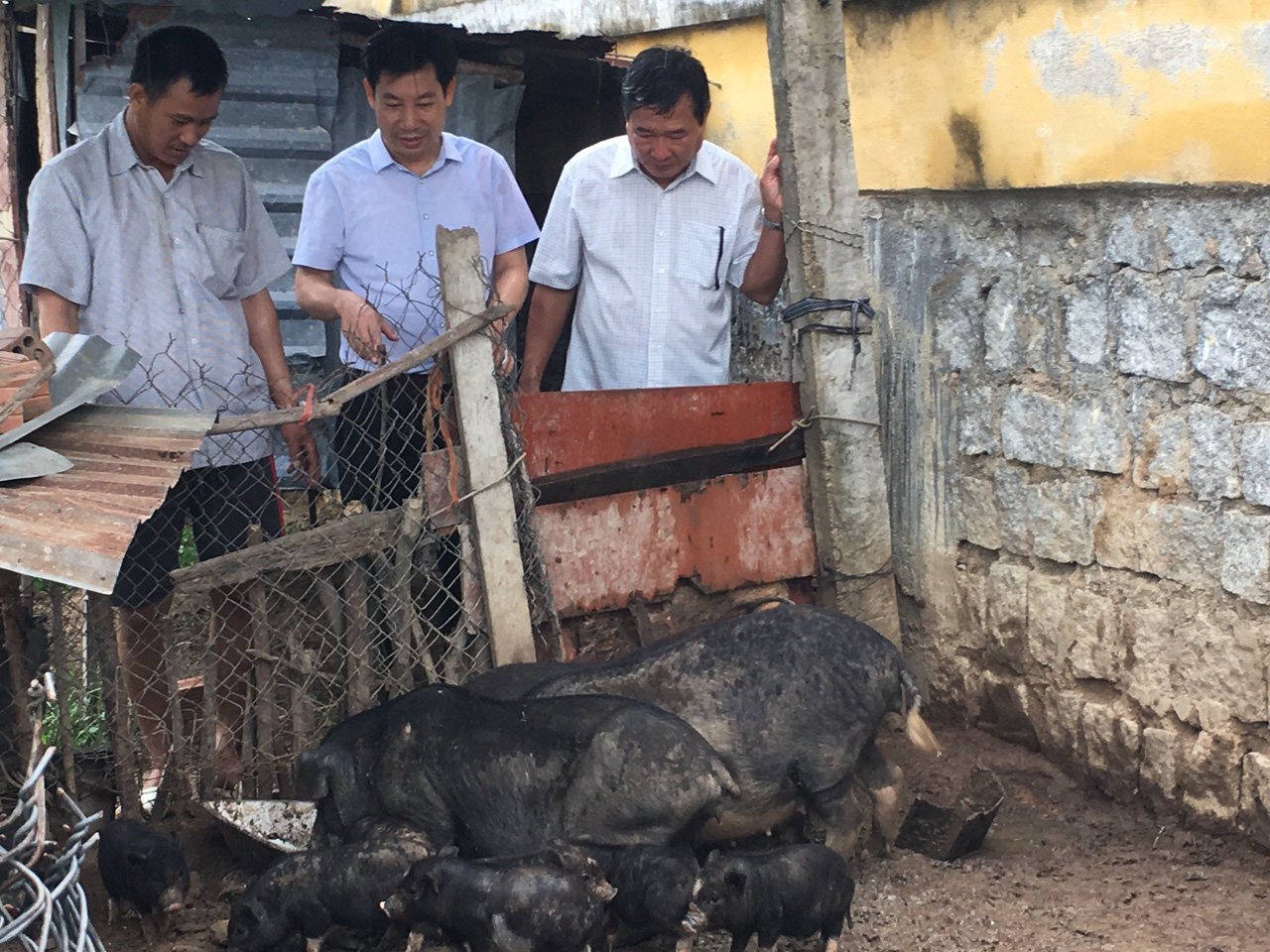 Ninh Thuận: Thành công bước đầu từ mô hình nuôi heo Lũng Pù với giống heo bản địa - Ảnh 2.