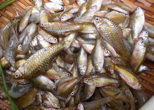 8 loại cá &quot;đại bổ&quot; giàu chất dinh dưỡng bậc nhất, vừa ngon vừa rẻ có rất nhiều ở Việt Nam - Ảnh 3.