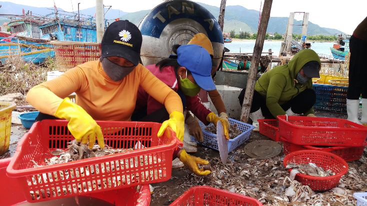 Quảng Bình: Sau những ngày buồn, ngư dân vui mừng vì đánh bắt được nhiều cá hố - Ảnh 1.