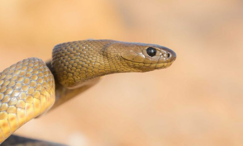 Bí ẩn loài rắn độc nhất thế giới: 1 lần cắn có thể giết chết 100 người - Ảnh 1.
