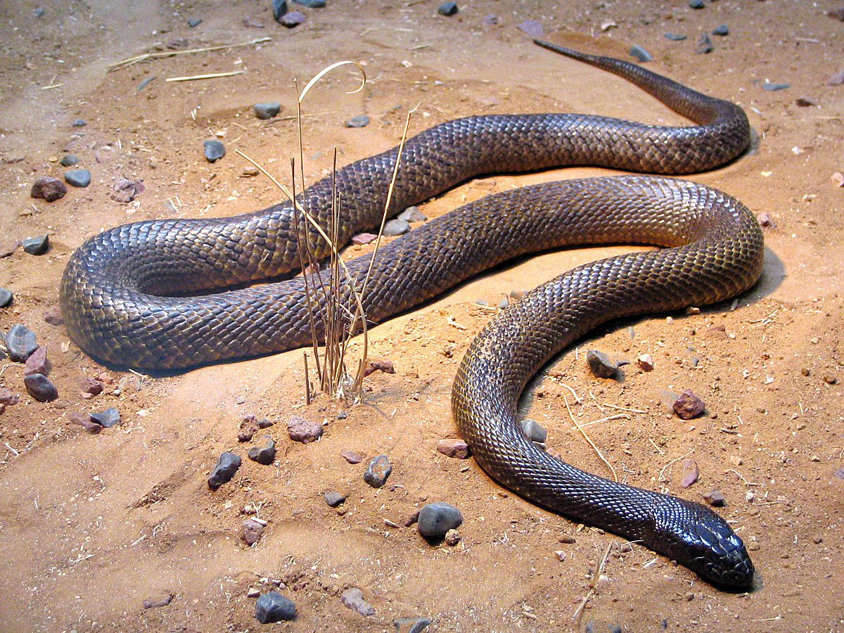 Bí ẩn loài rắn độc nhất thế giới: 1 lần cắn có thể giết chết 100 người - Ảnh 2.