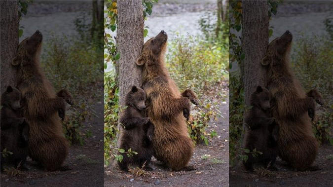 Hình ảnh đáng yêu: Gấu mẹ dạy con cách... gãi lưng - Ảnh 1.