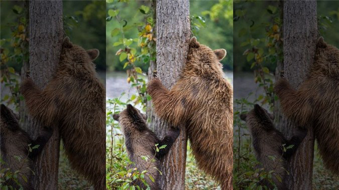 Hình ảnh đáng yêu: Gấu mẹ dạy con cách... gãi lưng - Ảnh 2.