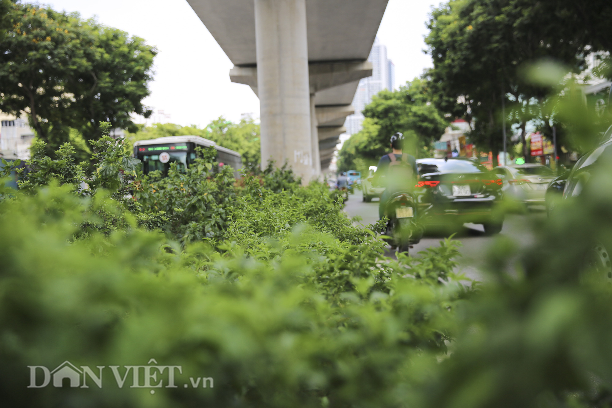 Hệ thống cây xanh đã giúp Hà Nội giảm “hiệu ứng đảo nhiệt đô thị” như thế nào? - Ảnh 10.