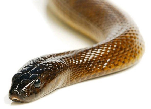 Bí ẩn loài rắn độc nhất thế giới: 1 lần cắn có thể giết chết 100 người - Ảnh 4.