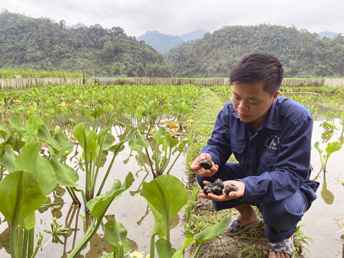 &quot;Cao thủ&quot; nuôi ốc nhồi - Ảnh 1.