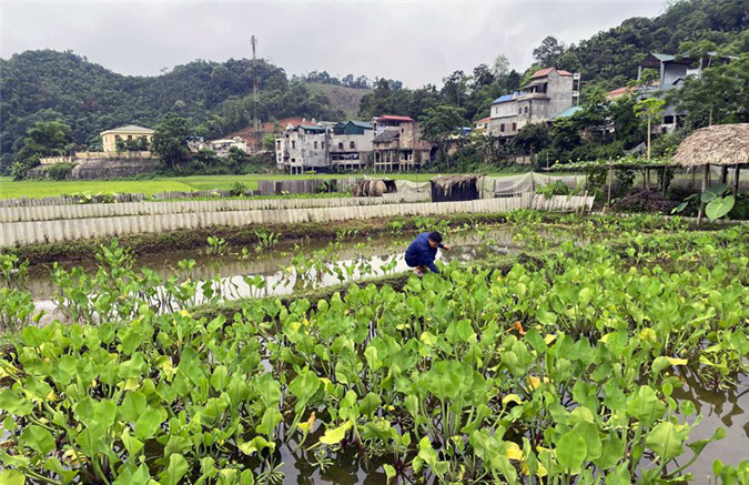 &quot;Cao thủ&quot; nuôi ốc nhồi - Ảnh 2.