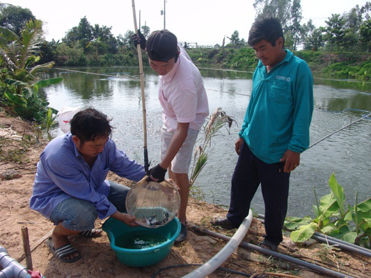 Long An: Sản lượng cá tra nuôi công nghiệp tăng đột biến - Ảnh 3.