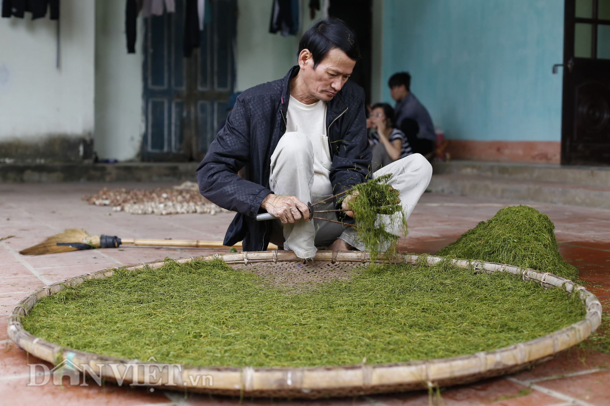 Trồng thuốc lào ở Nga Sơn: Giỏi chịu hạn, không sợ chuột phá mà lại “bỏ túi” tiền chục triệu mỗi vụ - Ảnh 5.